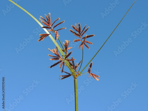 Sweet Galingale (Cyperus longus) photo