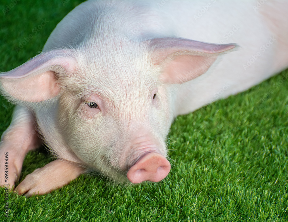 Little pig lies on green grass Little pig lies on green grass
