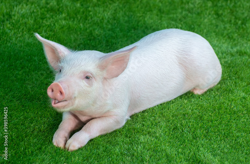 Little pig lies on green grass