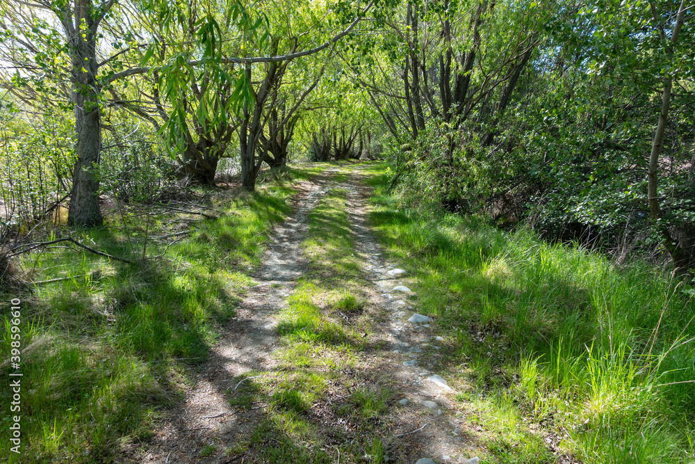Fototapeta premium Picturesque Patterson Ponds and surrounding trees and vegetation during spring