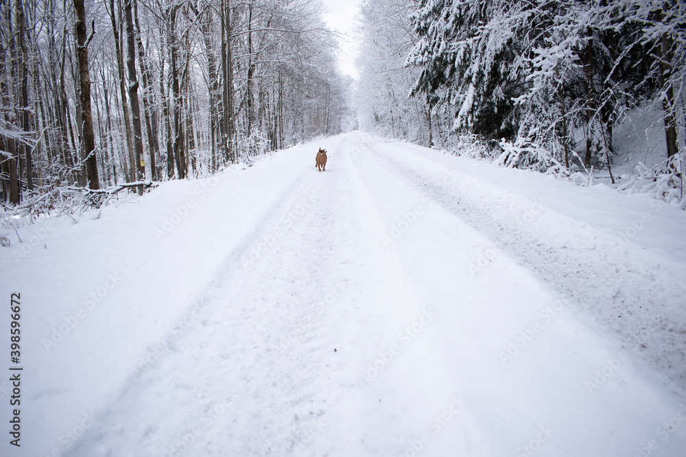 Obraz premium road in snow