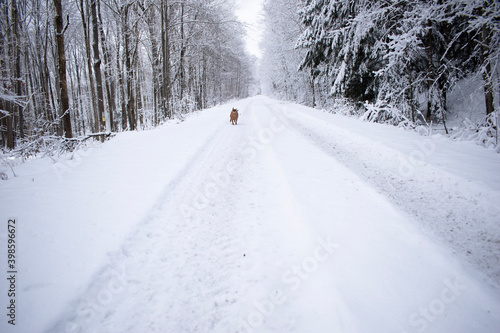 road in snow © Alyssa