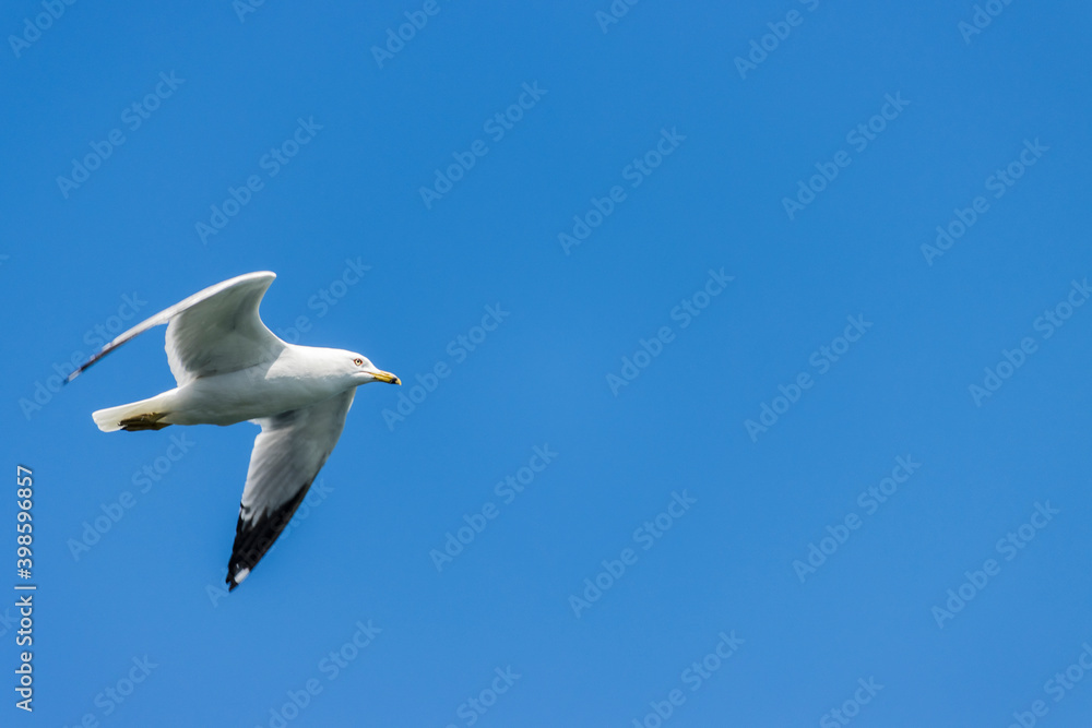 Obraz premium Lone Seagull flying high on a blue sky