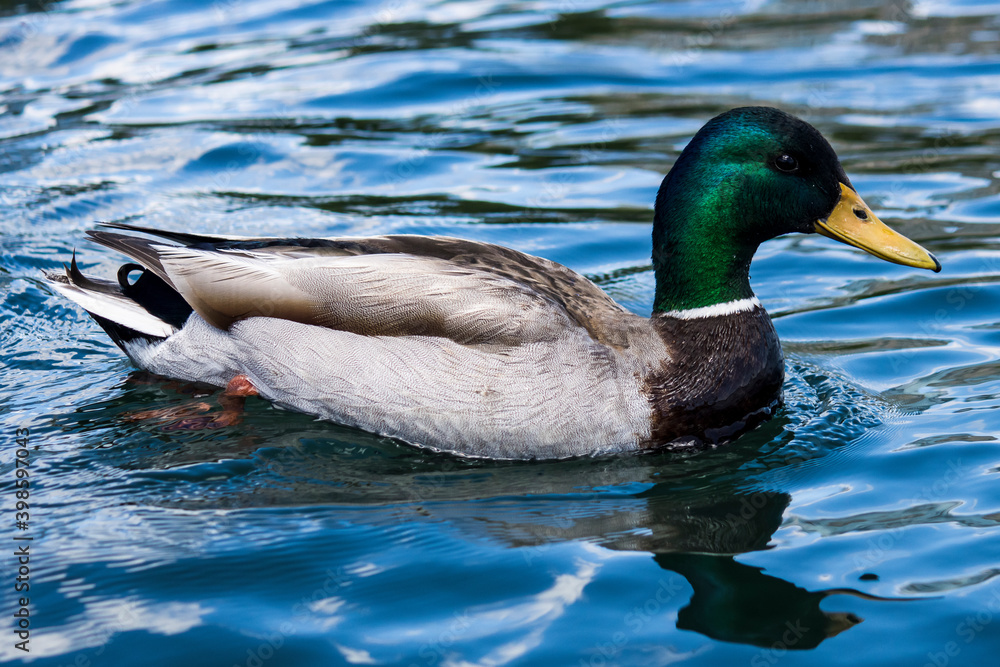 Mallard ducks in blue water Mallard ducks in blue water