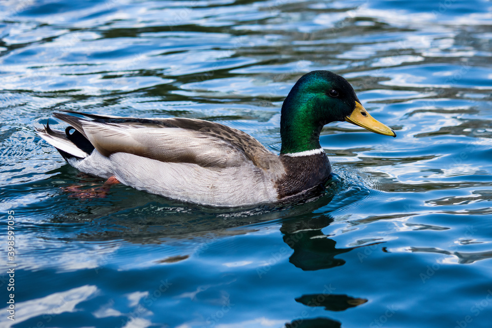 Mallard ducks in blue water Mallard ducks in blue water