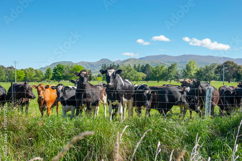 Cattle standing side by side at fence looking out.