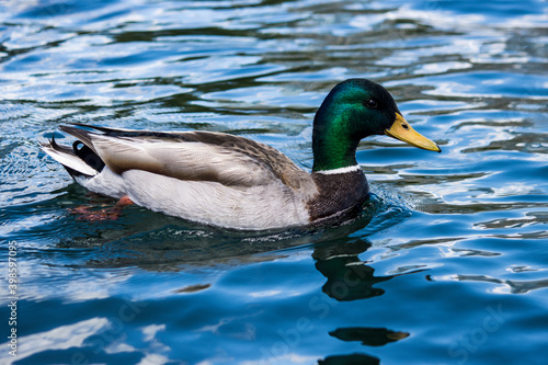 Mallard ducks in blue water