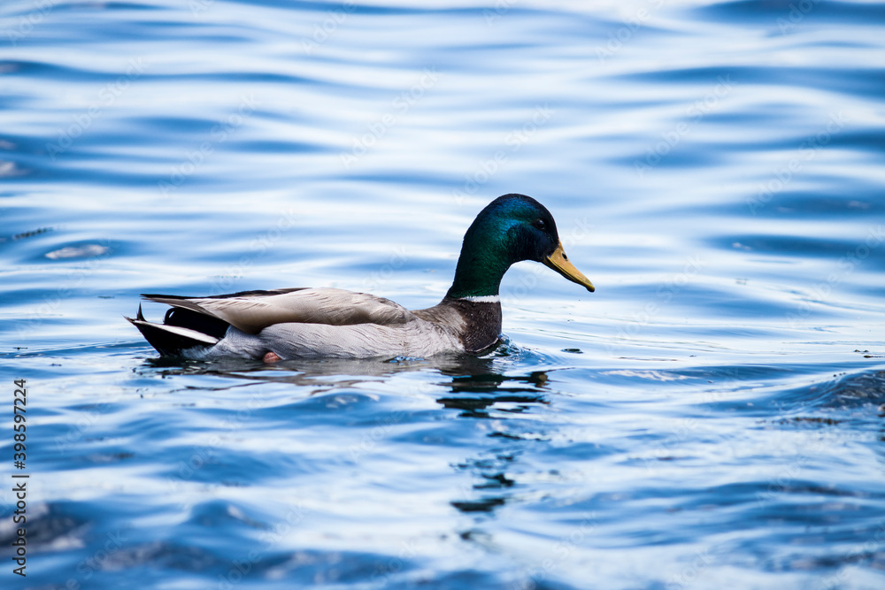 Obraz premium Mallard ducks in blue water