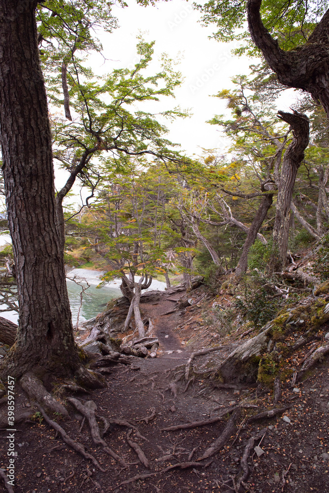 Fototapeta premium tree in the forest
