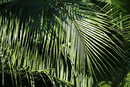 Close up of palm leaves, coconut palm tree leaf background