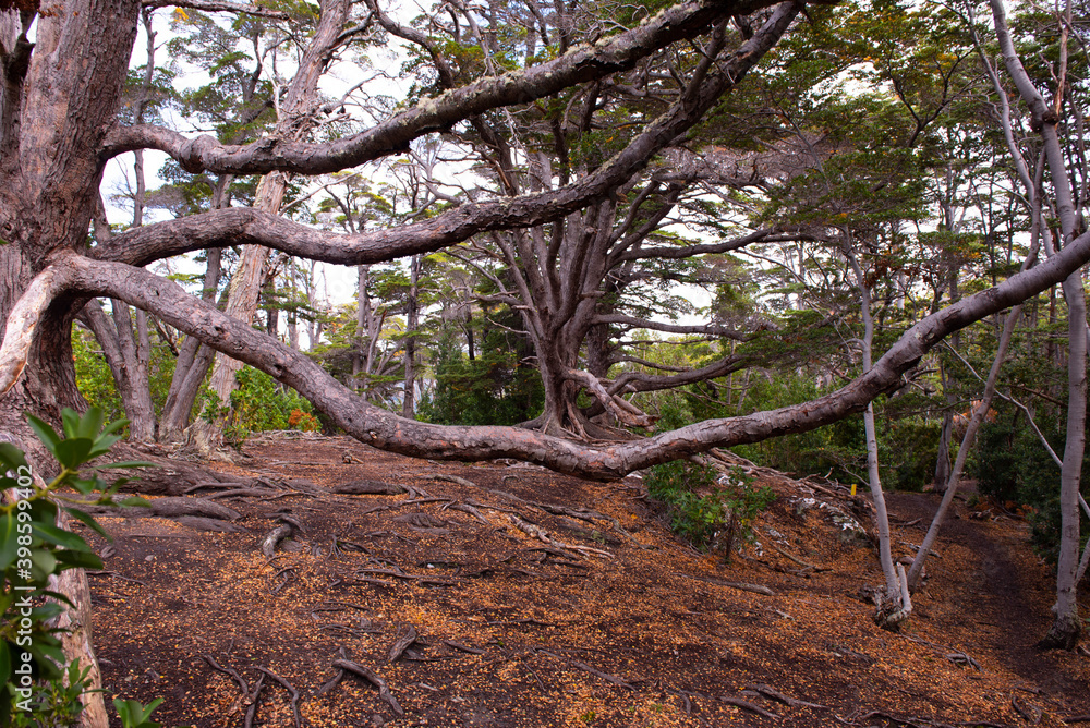 Fototapeta premium tree in the forest