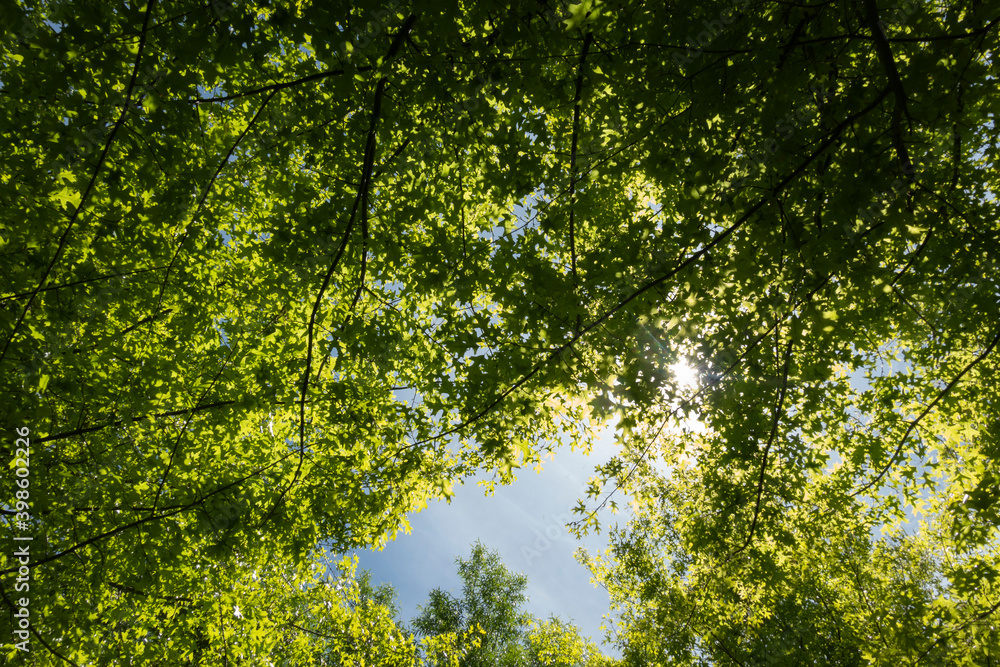 Fototapeta premium Sky above through window in trees