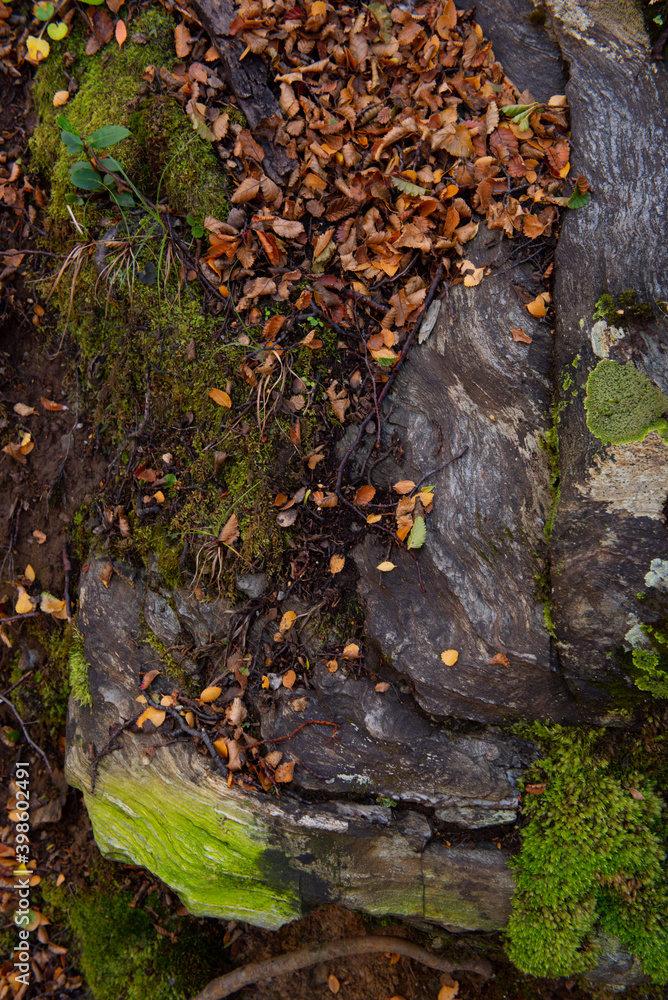 moss on the tree