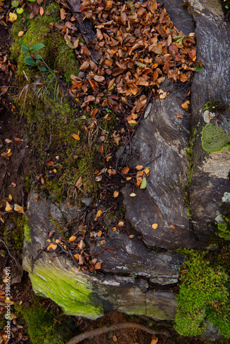 moss on the tree