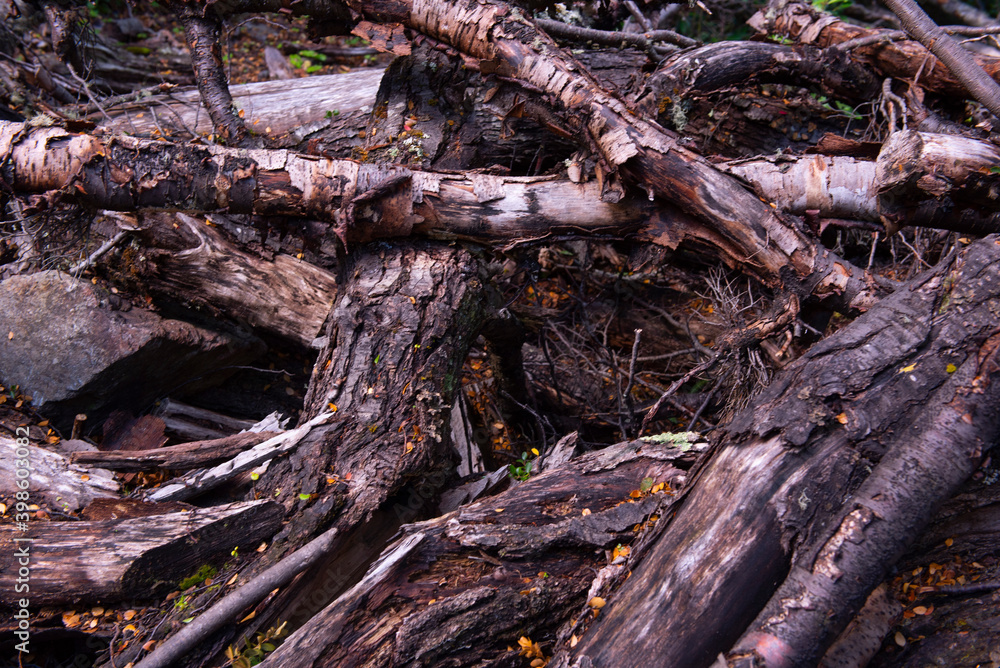 stump in the forest