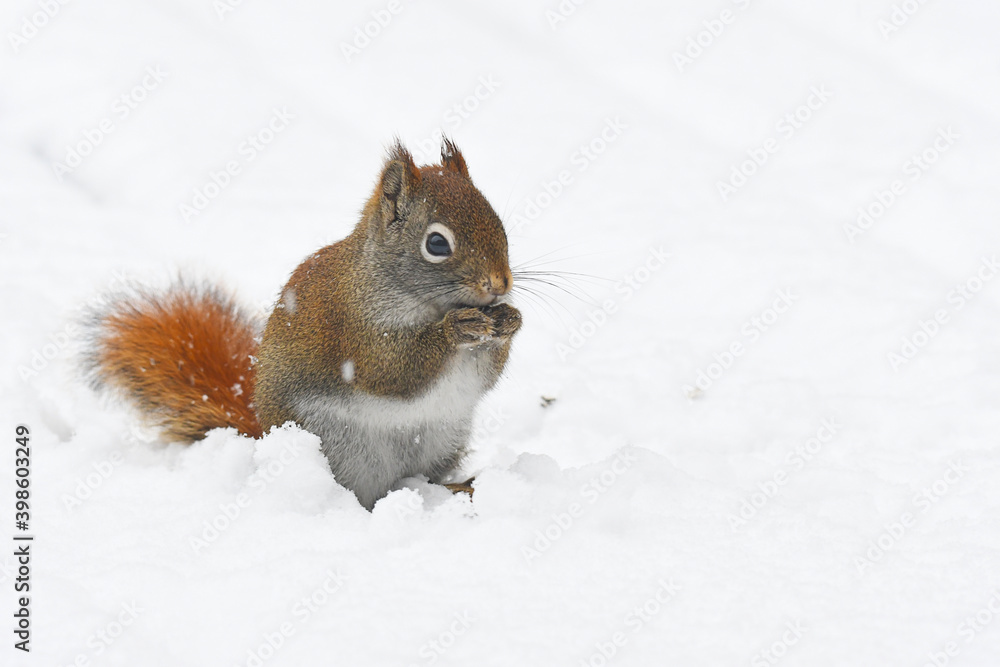 Red Squirrel in the snow, sitting on its rear legs, eating a sunflower seed Red Squirrel in the snow, sitting on its rear legs, eating a sunflower seed