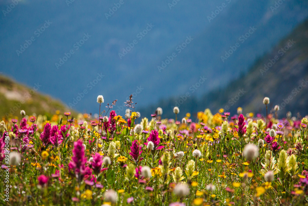 Wildflowers in the Colorado mountains near Silverton - obrazy, fototapety, plakaty 