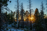 Golden sunlight through pine trees in winter