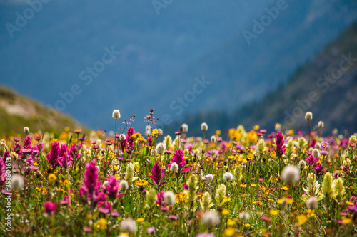 Wildflowers in the Colorado mountains near Silverton photo