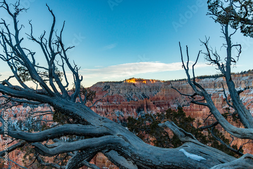 Barren tree branches and scenic view of Bryce Canyon © Newman Photo