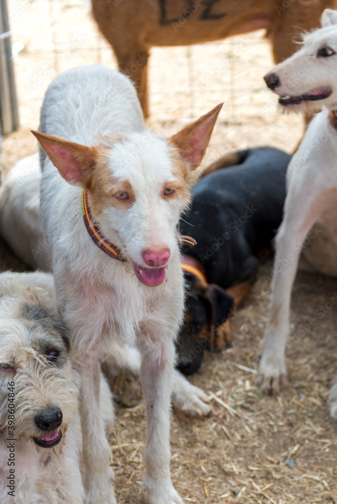 Obraz premium REALA DE CAZA