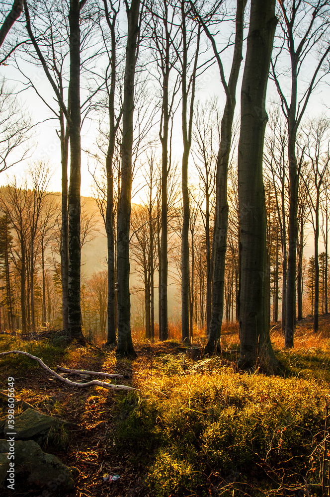 Fototapeta premium Pejzaż z jesiennymi drzewami w górach. Landscape with autumn trees in the mountains (Beskid Mały).
