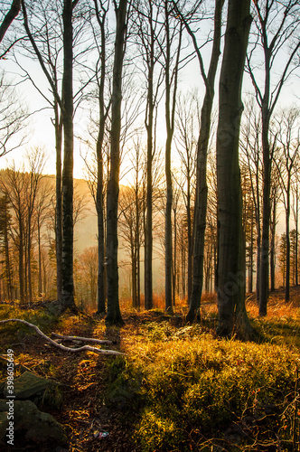 Pejzaż z jesiennymi drzewami w górach. Landscape with autumn trees in the mountains (Beskid Mały).