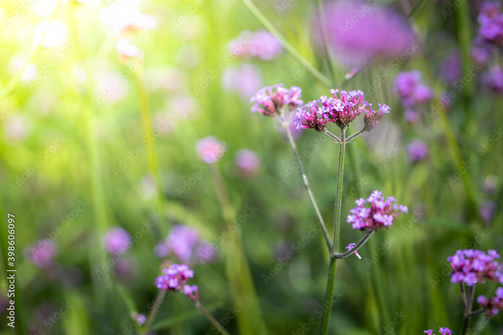 The background image of the colorful flowers The background image of the colorful flowers