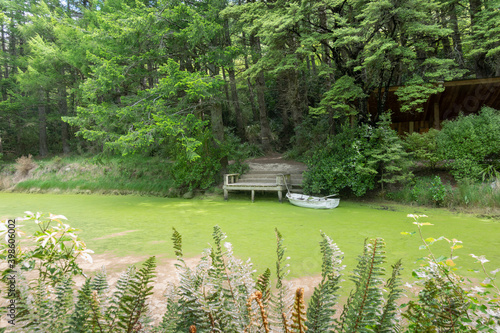 Green water algae covers surface of forest pond with jetty and moored dinghy on other 
side. photo