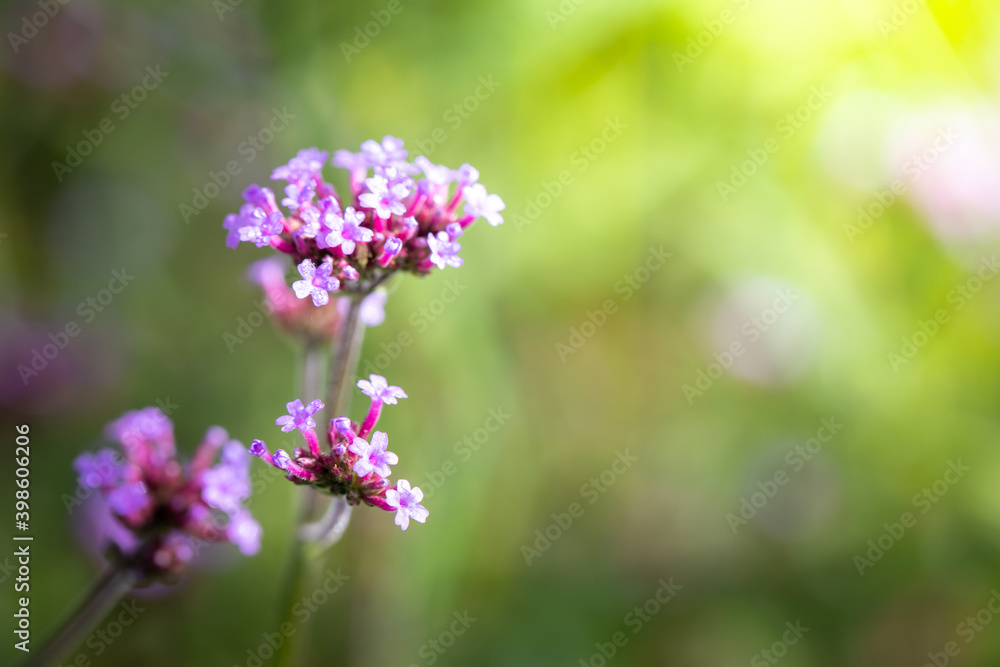 The background image of the colorful flowers The background image of the colorful flowers