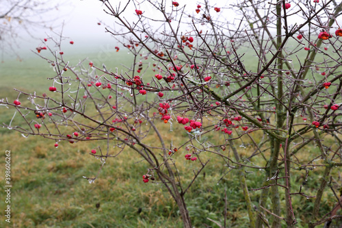 Unique pink flowers with fruits of Euonymus europaeus photo