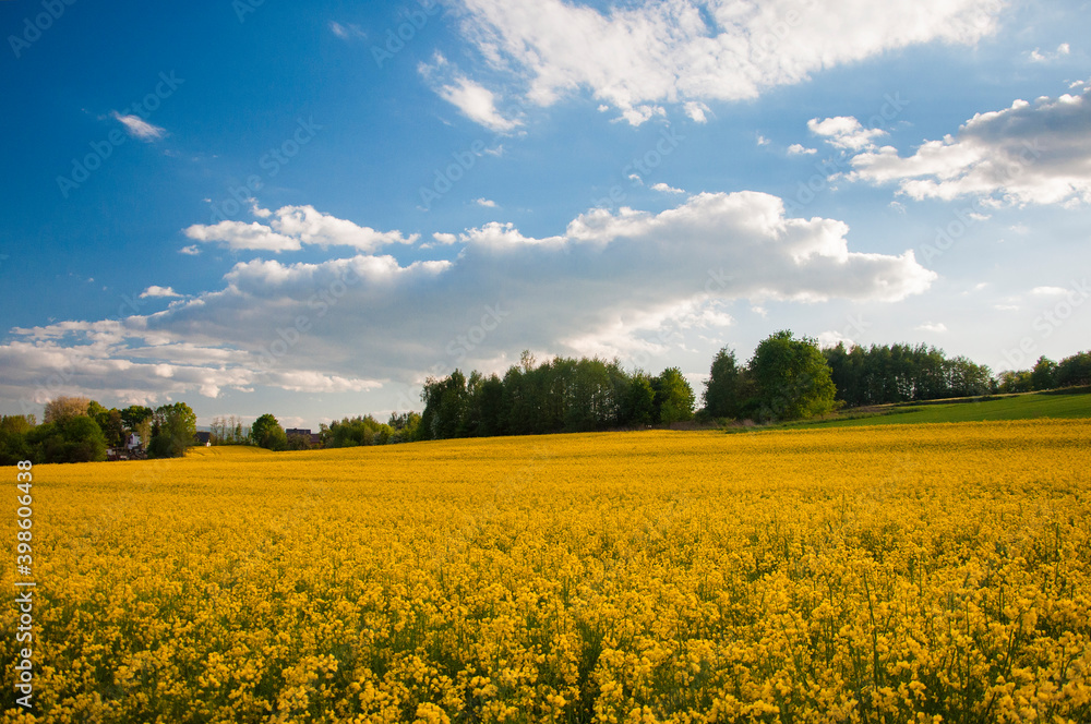 Fototapeta premium Pole rzepaku z chmurami. Rapeseed field with clouds.