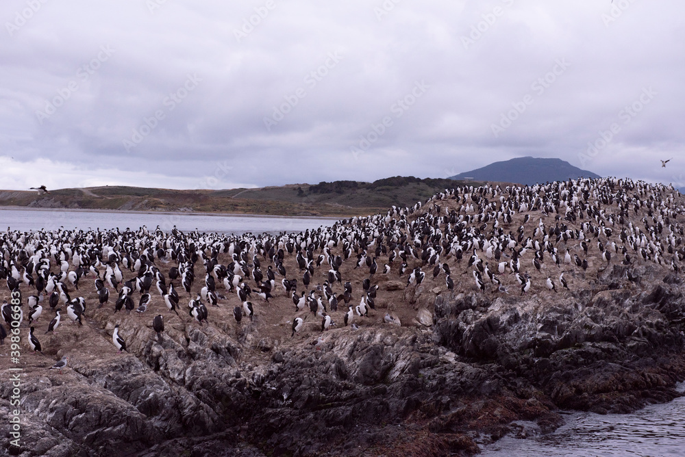flock of seagulls and cormoranes flock of seagulls and cormoranes