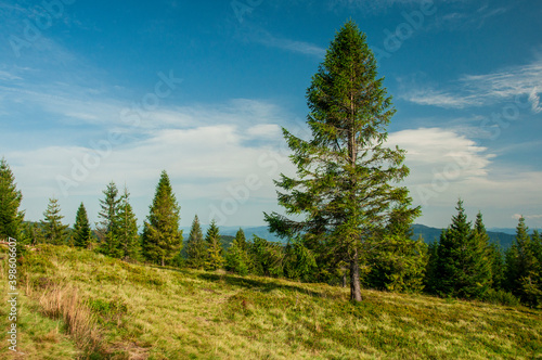 Pejzaż górski latem. Mountain landscape in summer (Gorce).