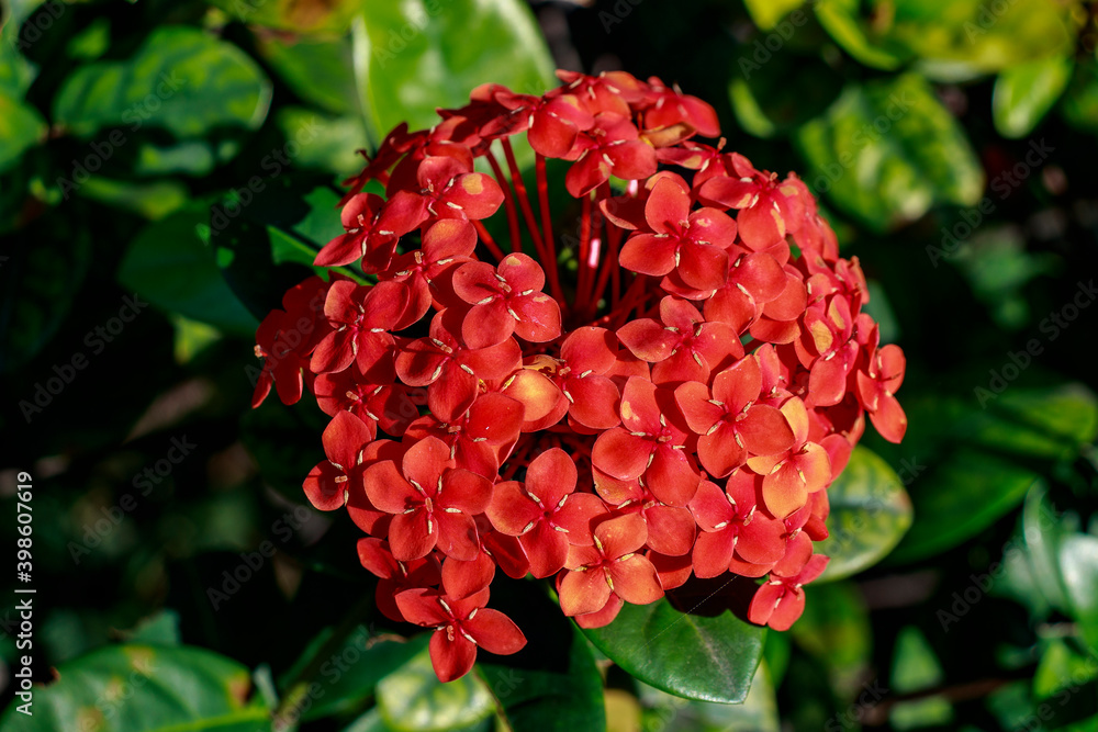 Fototapeta premium Flower