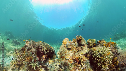 Tropical fishes and coral reef at diving. Underwater world with corals and tropical fishes. Philippines.