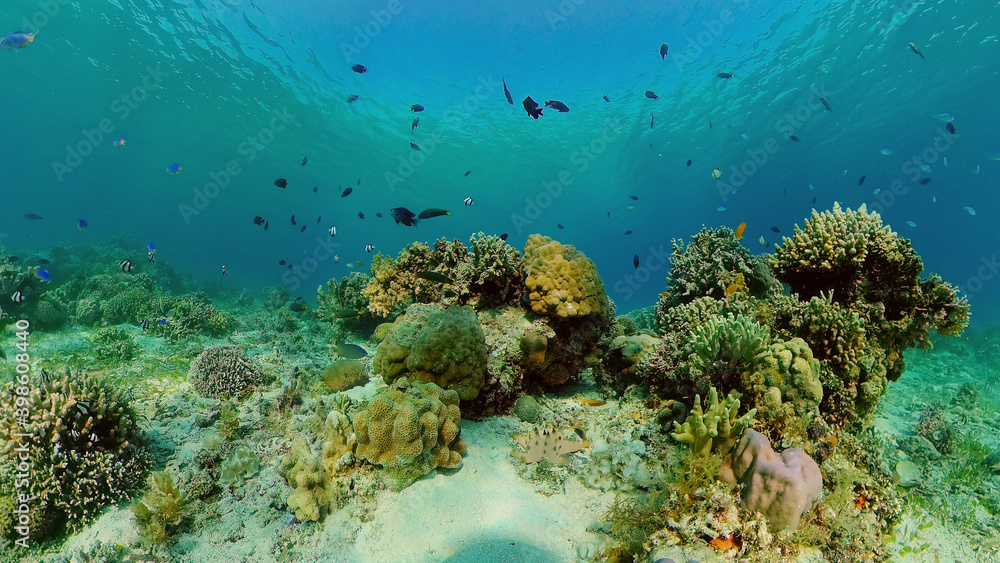 Obraz premium Colourful tropical coral reef. Scene reef. Marine life sea world. Philippines.