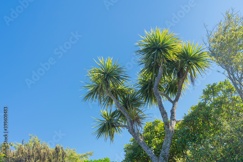 Iconic New Zealand cabbage tree