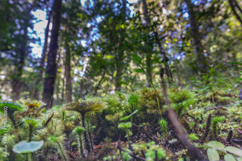 Moisture on moss and forest floor flora