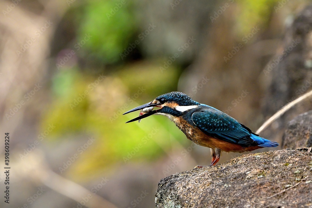 Fototapeta premium まるまる太った小魚を食べるカワセミ幼鳥