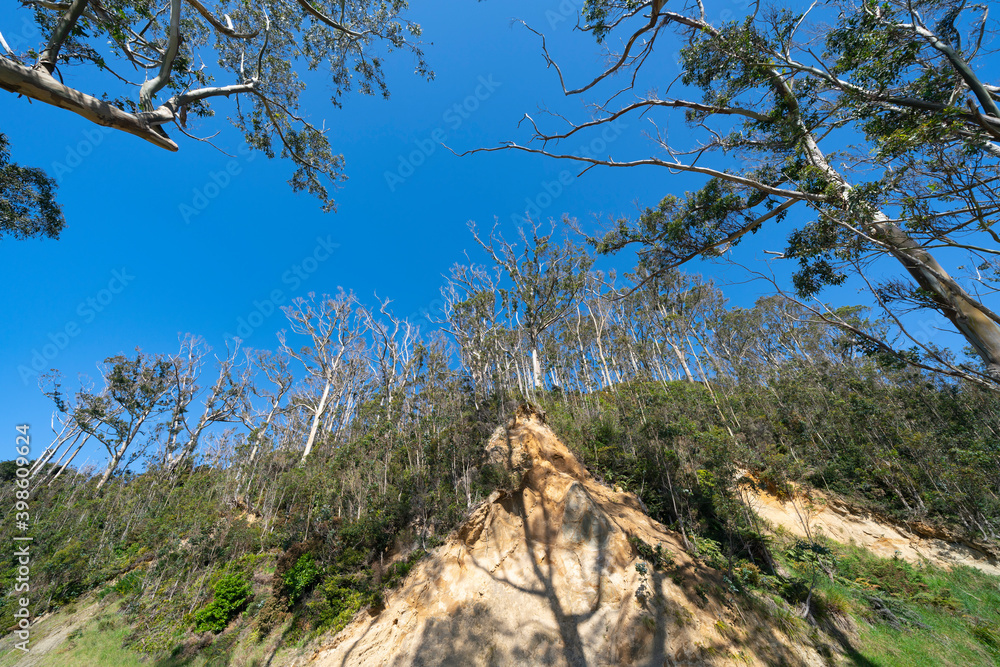 Fototapeta premium Forest of eucalyptus trees on top of an clay bank in wide angle on Stewart Island