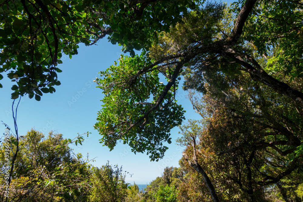 Fototapeta premium The blue sky above through New Zealand native bush from low angle