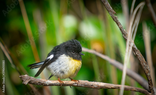 Canvas-taulu Small bird New zealand tomtit