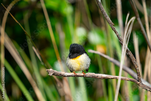 Valokuva Small bird New zealand tomtit