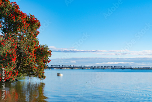 Brilliant red flower of New Zealand chrismas tree or pohutukawa growing characteristically over waters edge photo