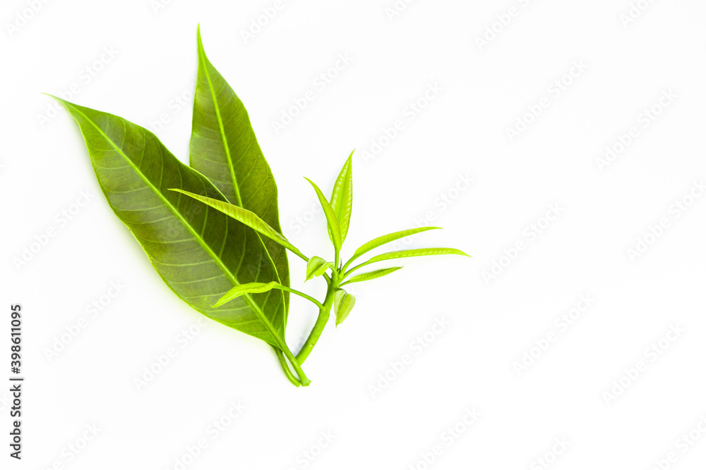 Fototapeta premium Mango leaves isolated on white background.