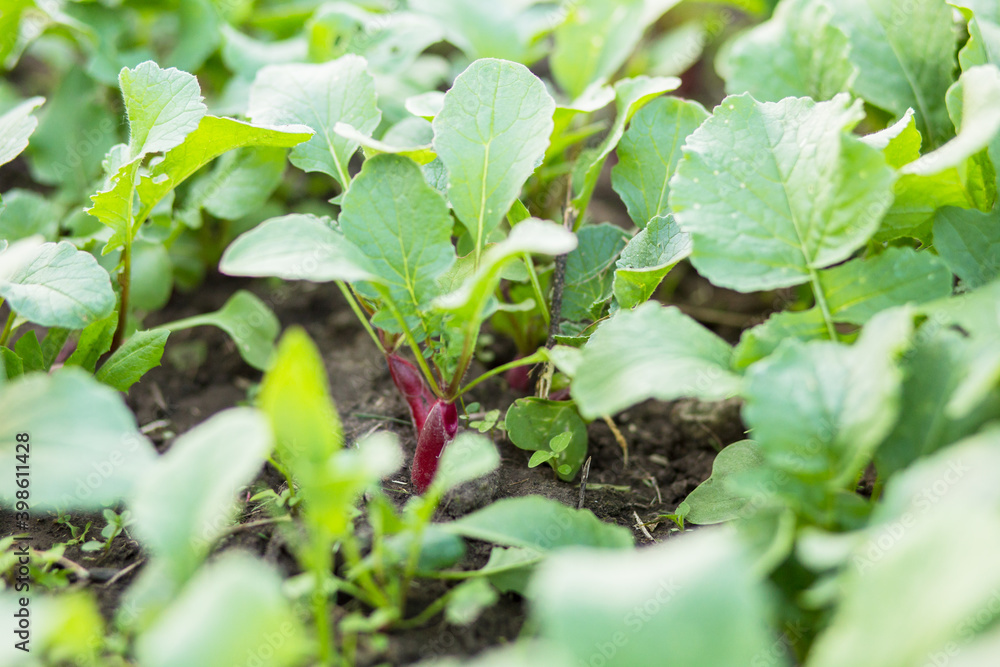 Fototapeta premium Purple ripe radish on bed among green haulm. Growing organic vegetables without gebicides.