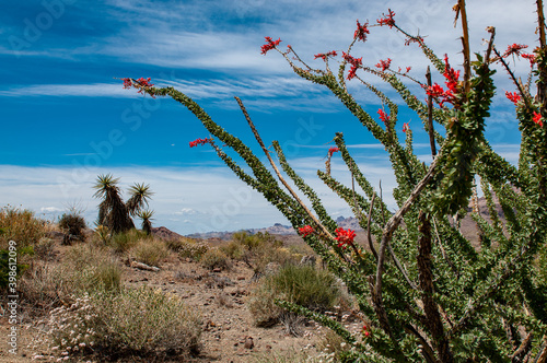 ocotillo  in desert landscape  photo