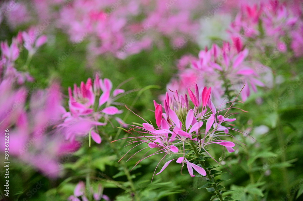 Dec 10, 2020. The photo was taken at the Chrysanthemum Exhibition in Taipei Shilin Official Residence, Taipei, Taiwan. Focus on the foreground flower against the blurred background. Dec 10, 2020. The photo was taken at the Chrysanthemum Exhibition in Taipei Shilin Official Residence, Taipei, Taiwan. Focus on the foreground flower against the blurred background.