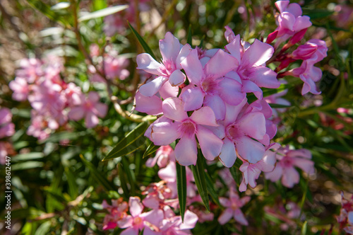 pink oleander flowers © hayden